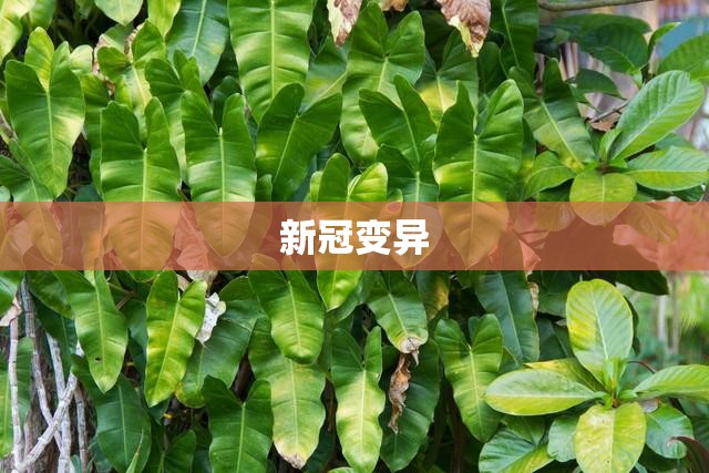 新冠变异/新冠变异毒株2026 新冠变异/新冠变异毒株2026