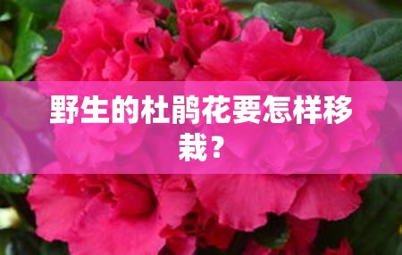 野生的杜鹃花要怎样移栽？