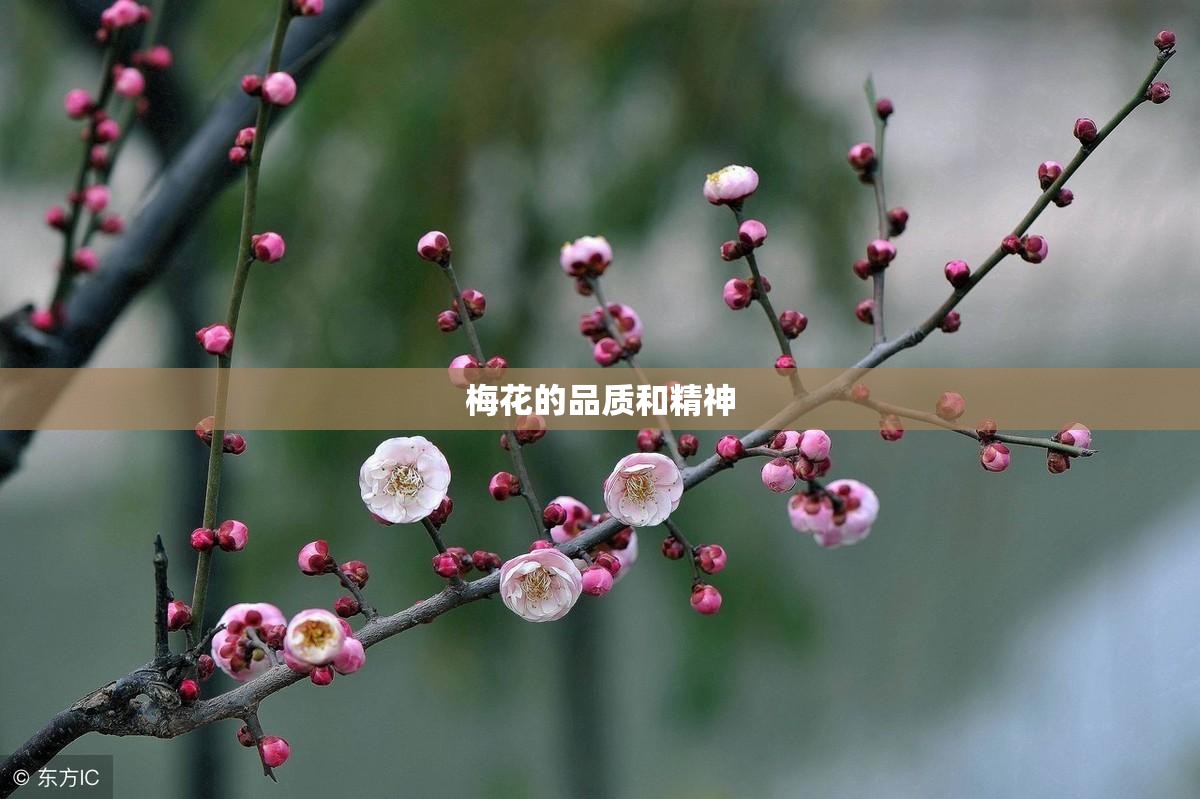 梅花的品质和精神 梅花的品质和精神