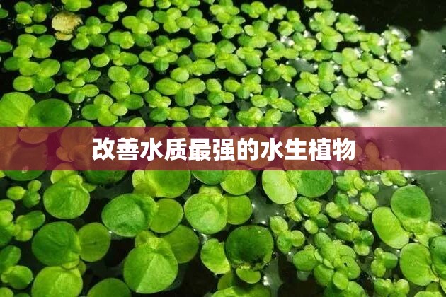 改善水质最强的水生植物 改善水质最强的水生植物