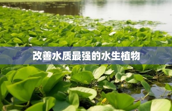 改善水质最强的水生植物 改善水质最强的水生植物