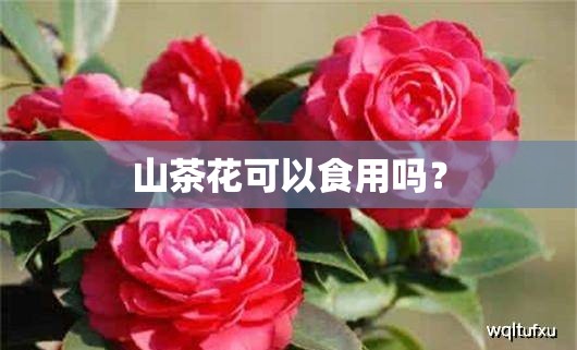 山茶花可以食用吗? 山茶花可以食用吗?