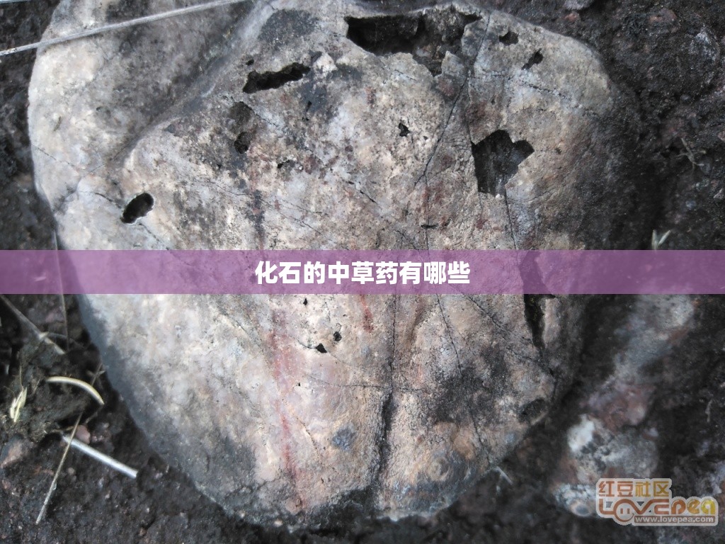 化石的中草药有哪些