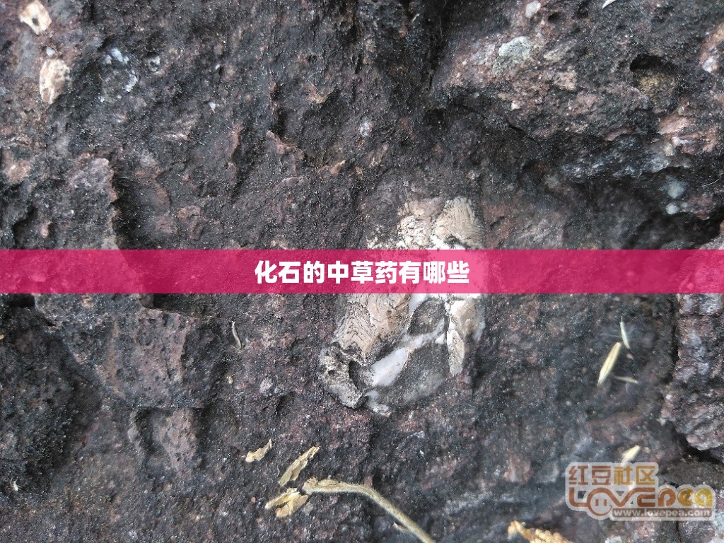 化石的中草药有哪些