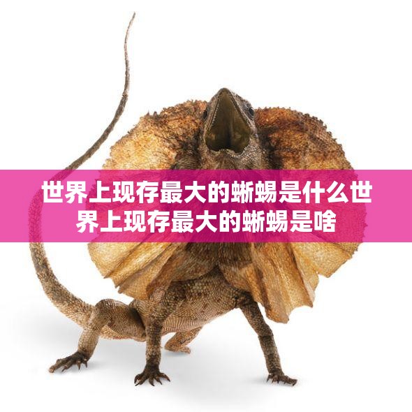 世界上现存最大的蜥蜴是什么世界上现存最大的蜥蜴是啥 世界上现存最大的蜥蜴是什么世界上现存最大的蜥蜴是啥