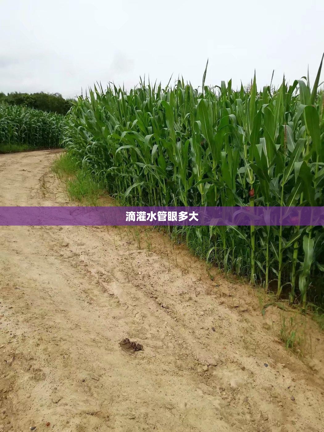 滴灌水管眼多大