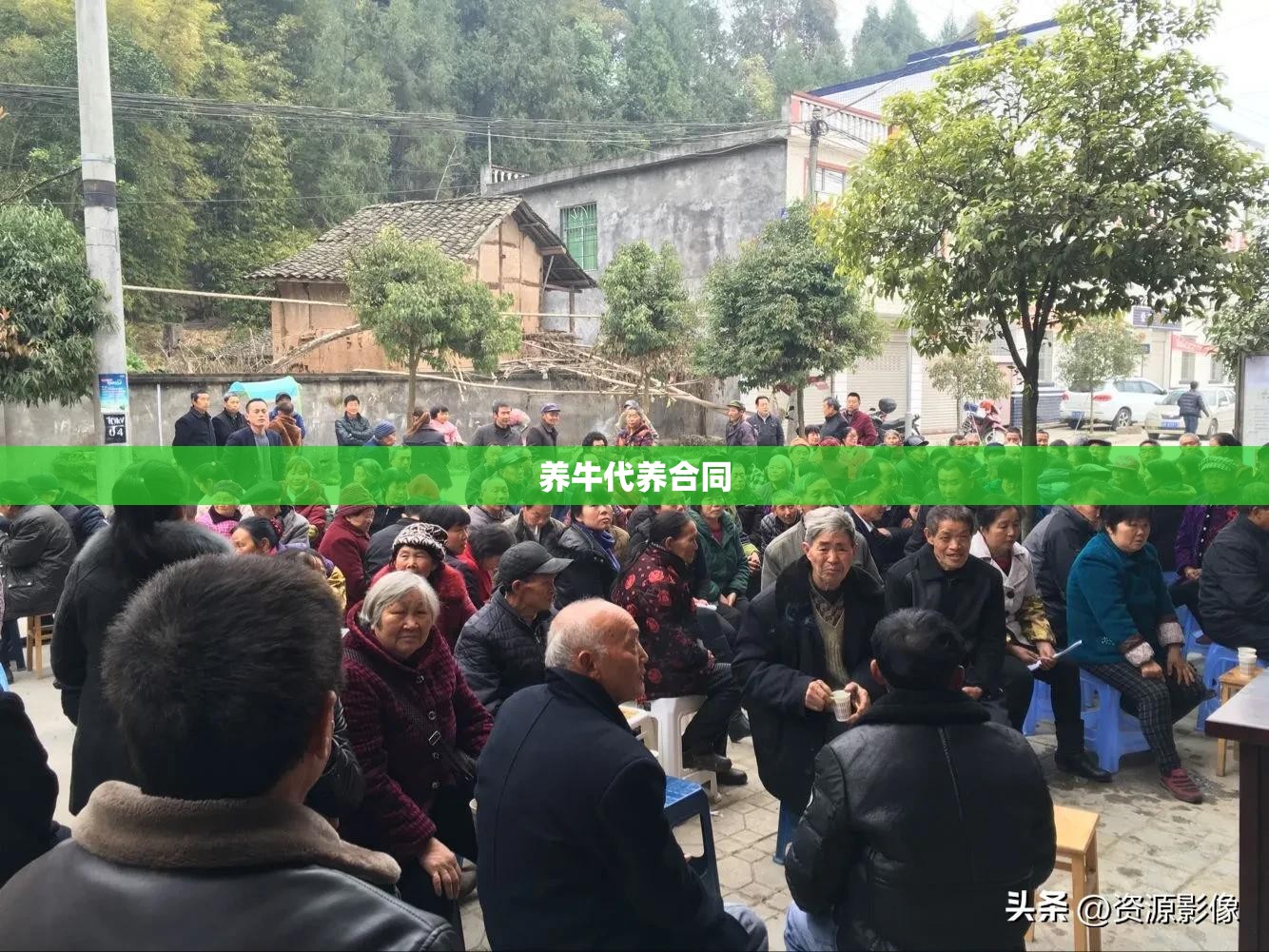 养牛代养合同