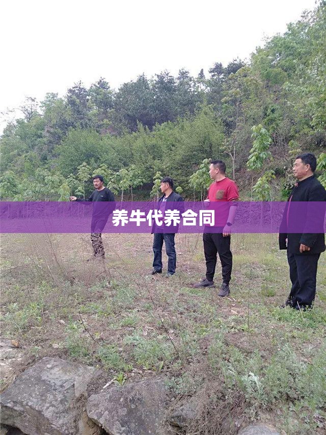 养牛代养合同