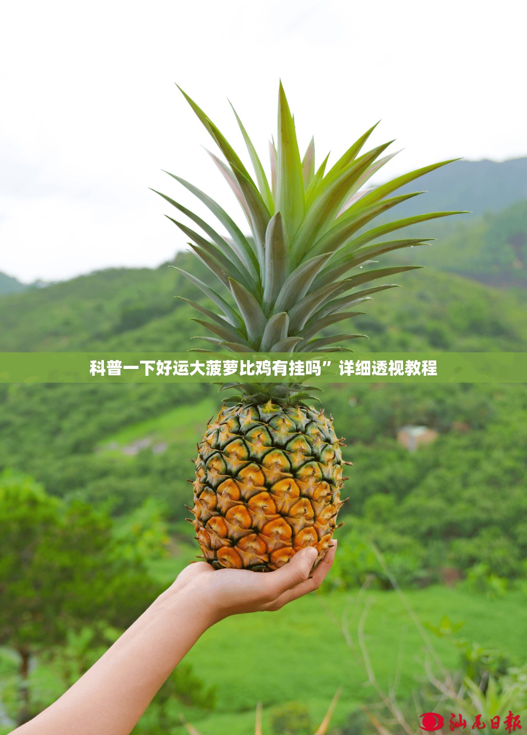 科普一下好运大菠萝比鸡有挂吗”详细透视教程