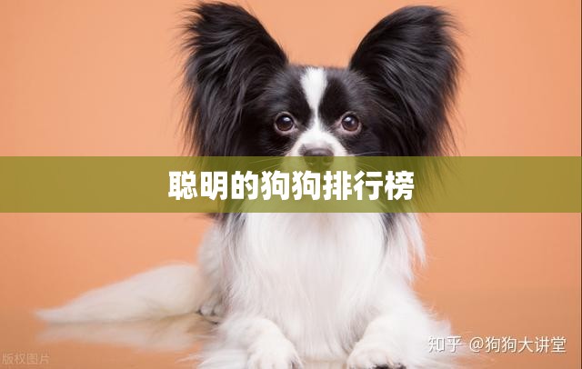 聪明的狗狗排行榜