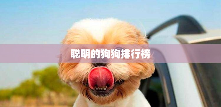 聪明的狗狗排行榜