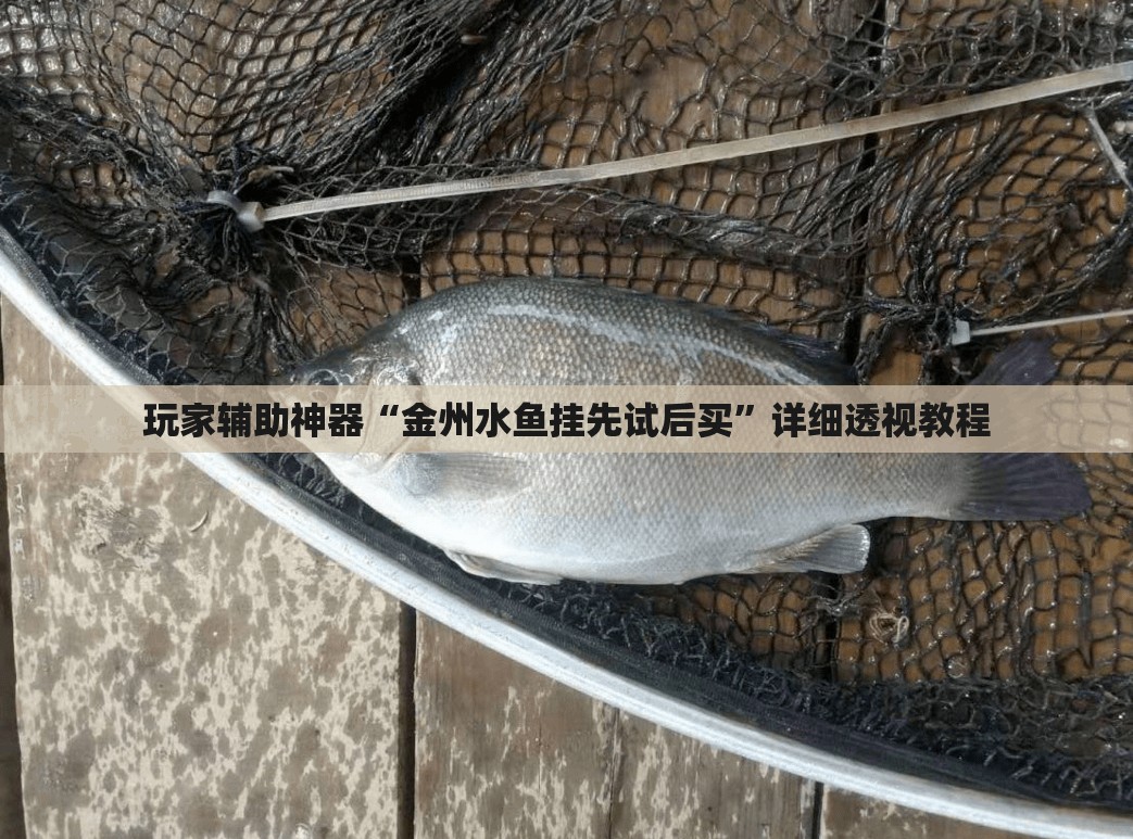 玩家辅助神器“金州水鱼挂先试后买”详细透视教程