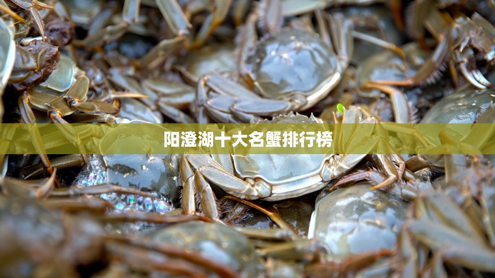 阳澄湖十大名蟹排行榜 阳澄湖十大名蟹排行榜