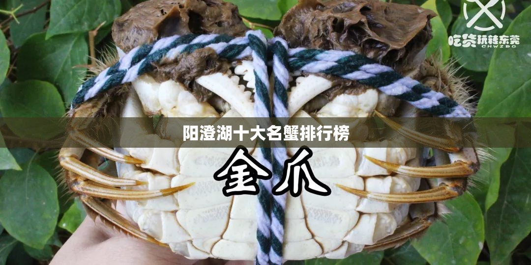 阳澄湖十大名蟹排行榜 阳澄湖十大名蟹排行榜