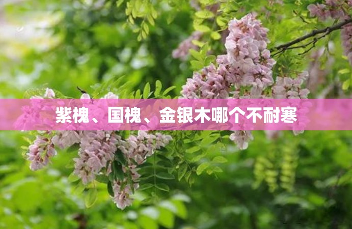 紫槐、国槐	、金银木哪个不耐寒