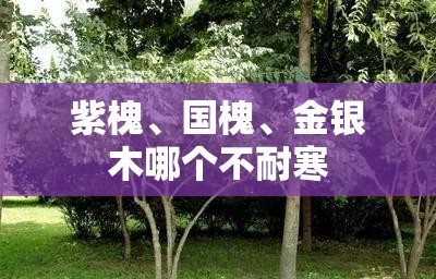 紫槐	、国槐、金银木哪个不耐寒